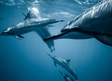 谢晖：在我们的主场，我们可以与任何对手抗衡